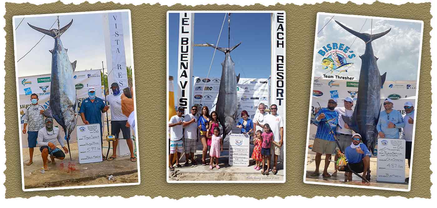 Black marlin have been showing up with tournament winning checks in Los Cabos