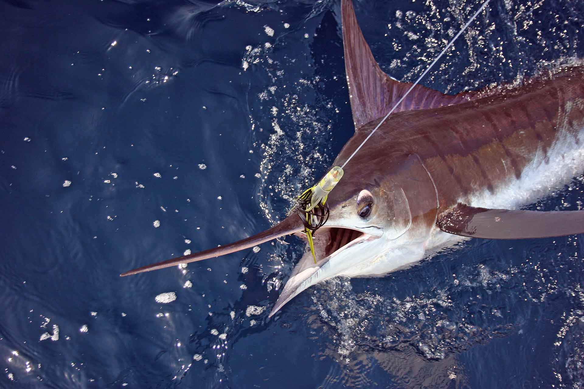 Photo of a Blue Marlin along side a charter boat in Cabo San Lucas