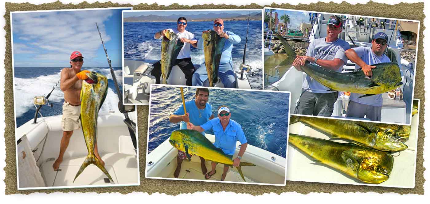 Photo array of Dorado caught fishing aboard charter boats from Pochos Charters in Cabo San Lucas
