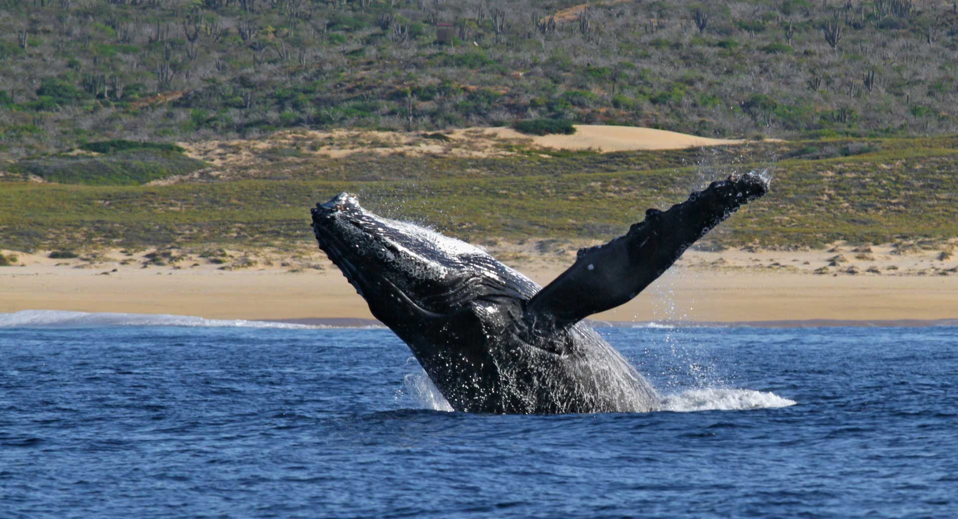 Humpback whale watching in Cabo