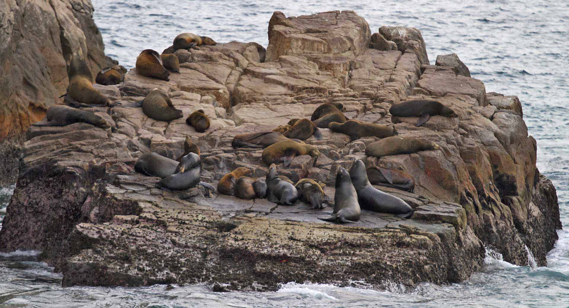 Sea lions at Land's End, Cabo