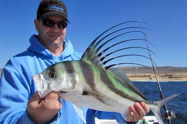 Roosterfish, inshore fishing in Cabo San Lucas