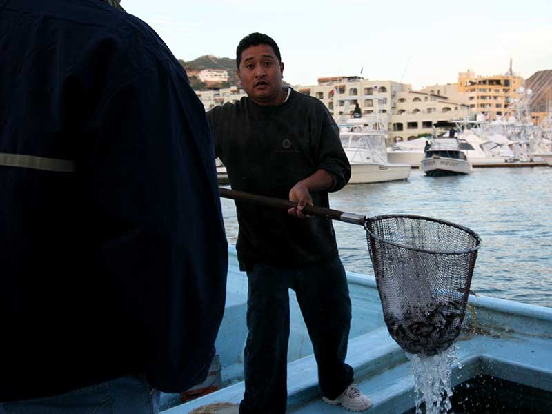 Buying live bait in Cabo