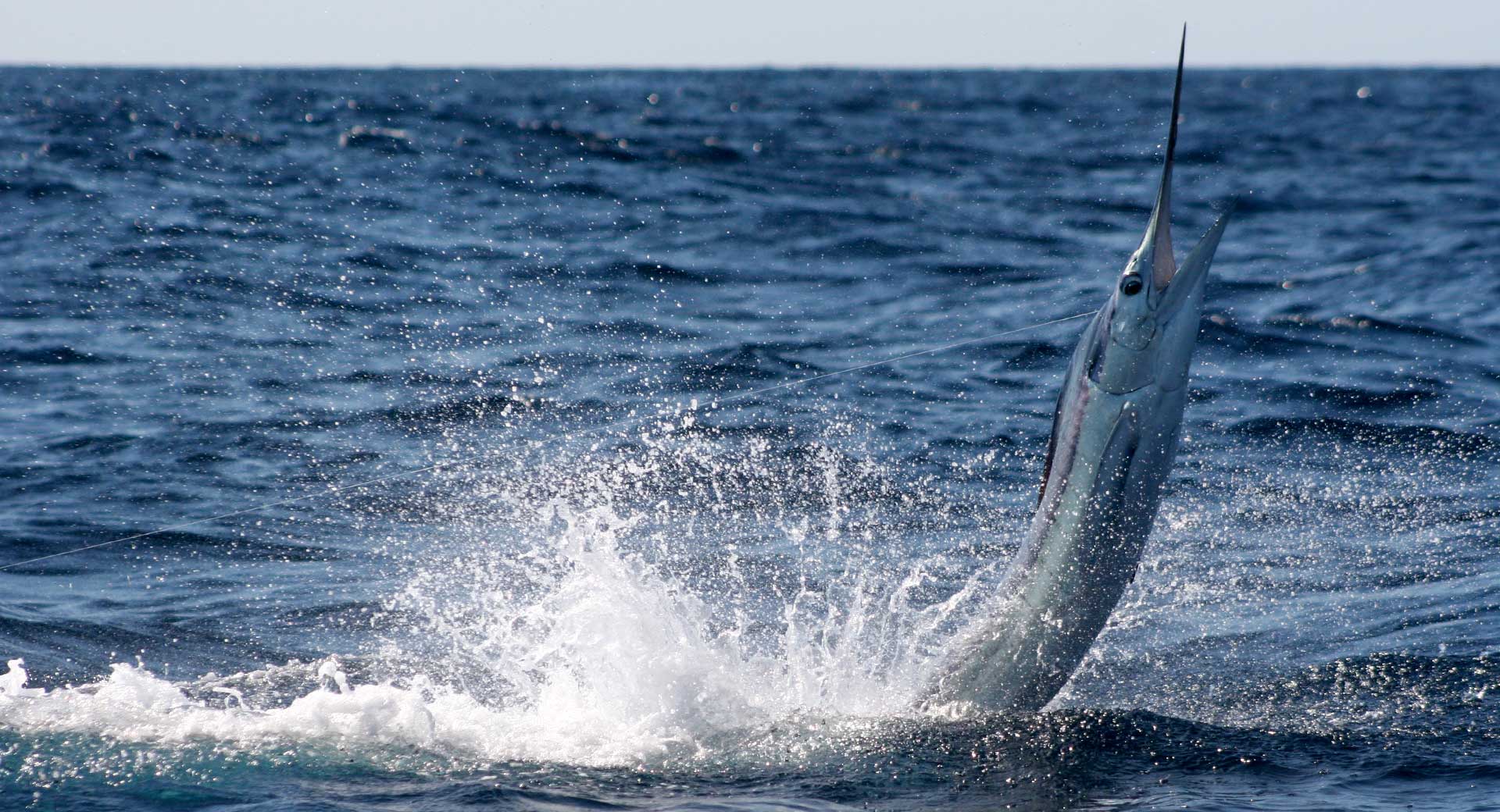 Marlin Fishing in Cabo