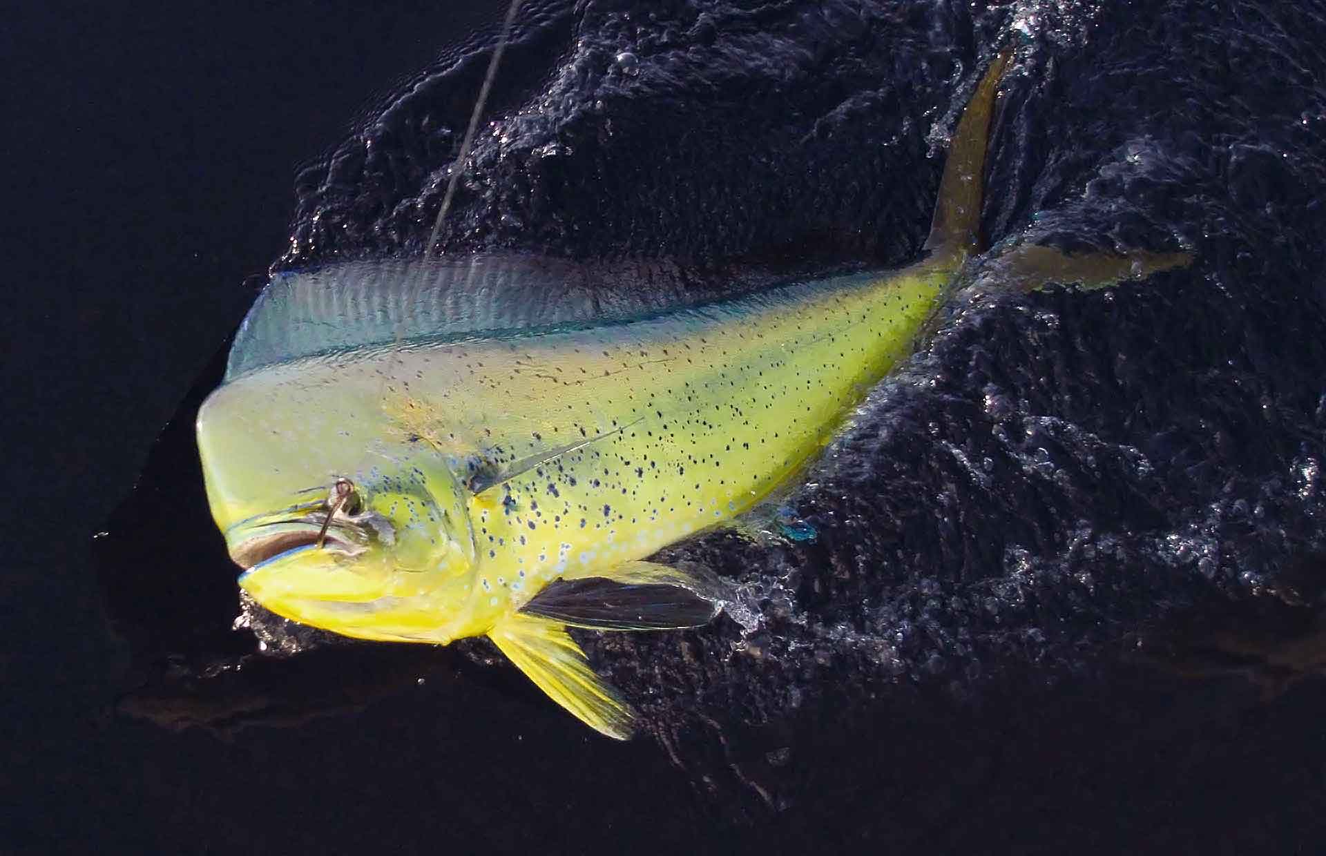 Photo of a bull Dorado along side a charter boat in Cabo San Lucas