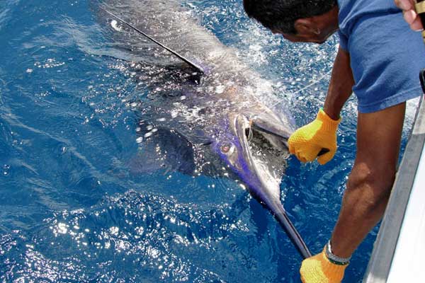 Marlin fishing in Cabo San Lucas